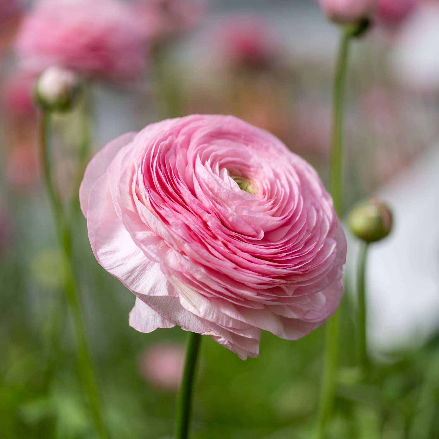 Leinikki Elegance® Rosa Chiaro